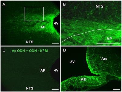 Glial Endozepines Inhibit Feeding-Related Autonomic Functions by Acting at the Brainstem Level